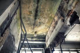 Why You Should Choose Our Mold Remediation Services in Piermont, NY